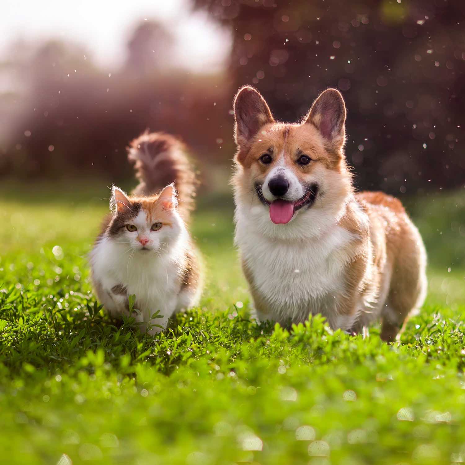 Produits-veterinaires-pharmacie-elliant Produits-veterinaires-pharmacie-elliant